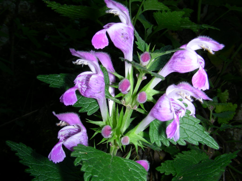 Lamium garganicum subsp. laevigatum / Falsa-ortica levigata